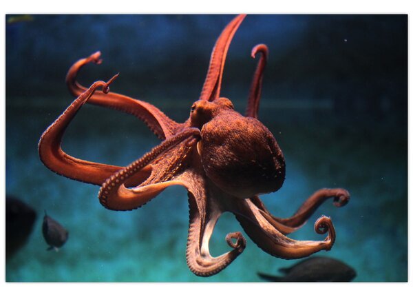 Kép - Octopus (90x60 cm)