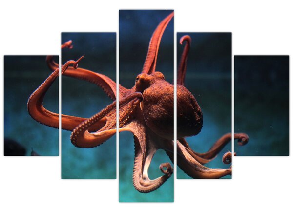 Kép - Octopus (150x105 cm)