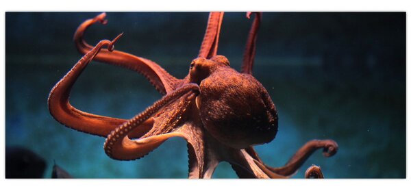 Kép - Octopus (120x50 cm)