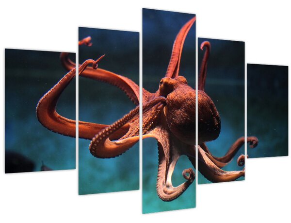 Kép - Octopus (150x105 cm)