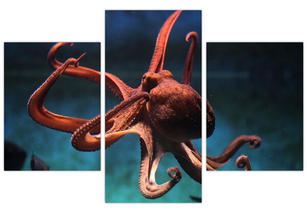 Kép - Octopus (90x60 cm)