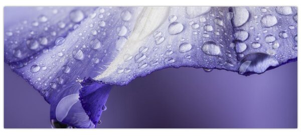 Kép - Szirom cseppekkel (120x50 cm)