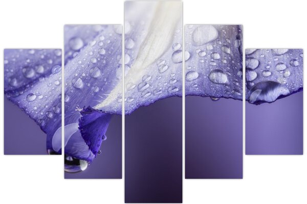 Kép - Szirom cseppekkel (150x105 cm)