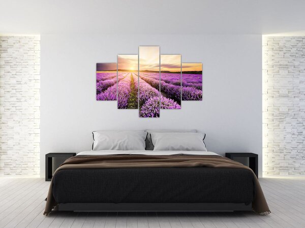 Kép - Napfelkelte levendulamezőn (150x105 cm)