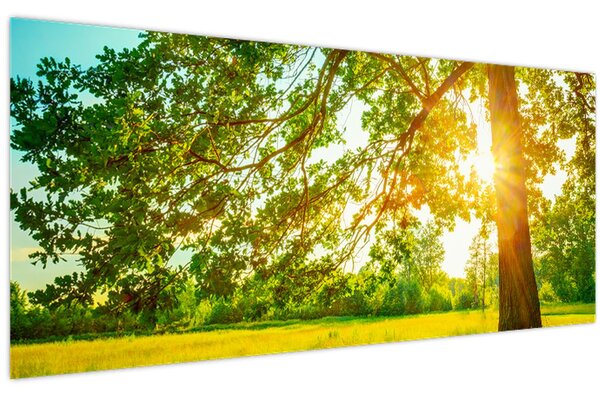 Kép - Sunny Forest (120x50 cm)