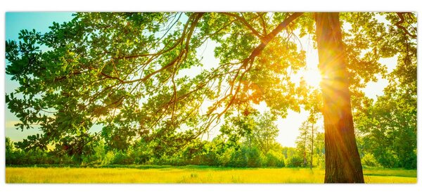 Kép - Sunny Forest (120x50 cm)