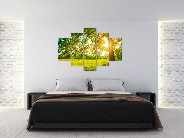 Kép - Sunny Forest (150x105 cm)