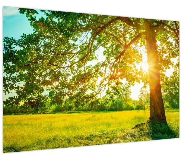 Kép - Sunny Forest (90x60 cm)