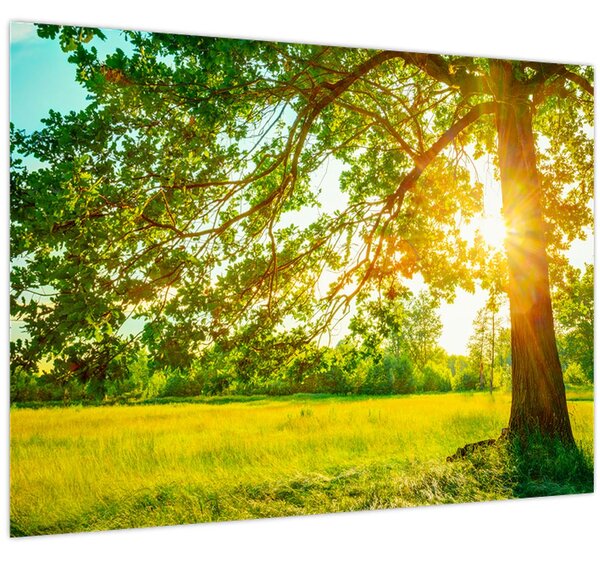 Kép - Sunny Forest (70x50 cm)