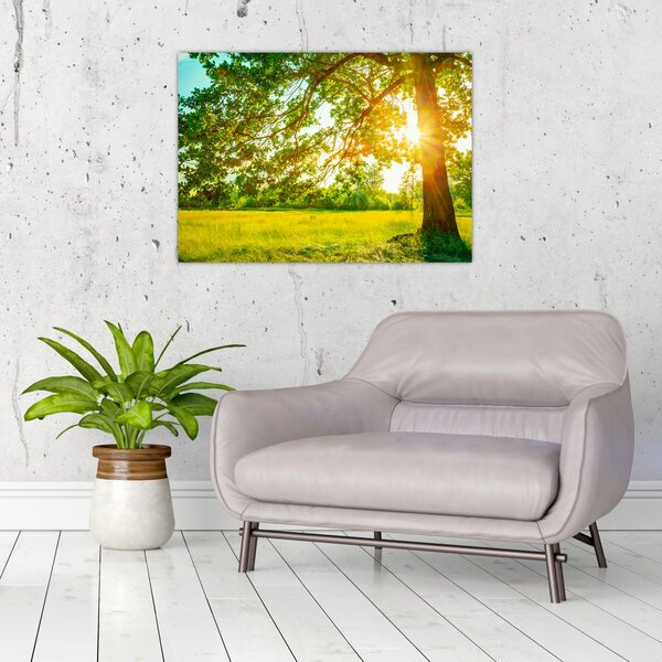 Kép - Sunny Forest (70x50 cm)
