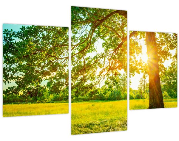 Kép - Sunny Forest (90x60 cm)