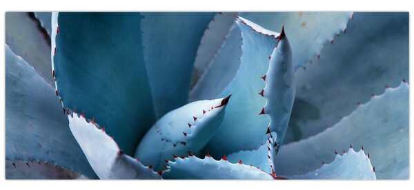 Kép - Agave (120x50 cm)