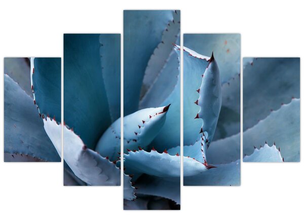 Kép - Agave (150x105 cm)
