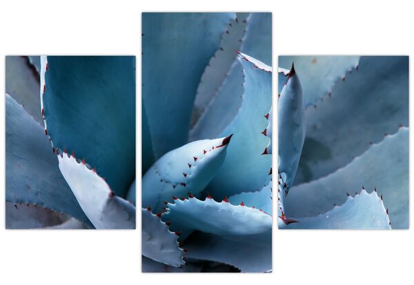Kép - Agave (90x60 cm)