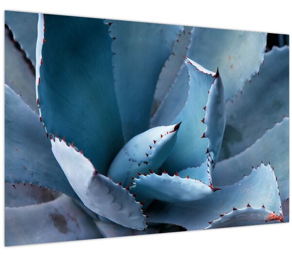 Kép - Agave (90x60 cm)
