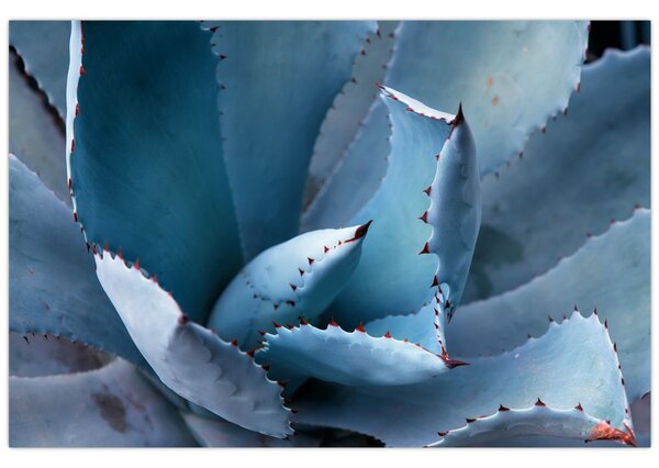 Kép - Agave (90x60 cm)
