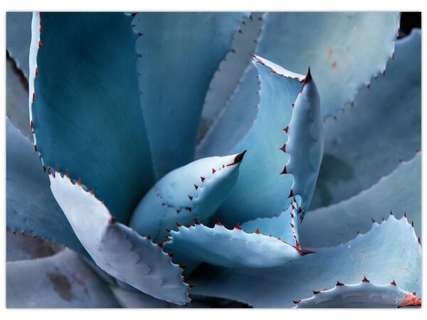Kép - Agave (70x50 cm)
