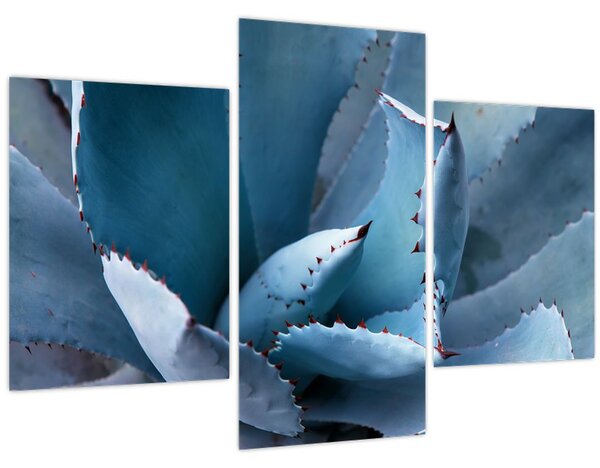 Kép - Agave (90x60 cm)