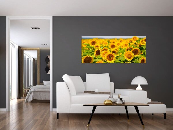 Kép - Napraforgók (120x50 cm)