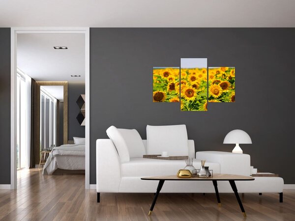 Kép - Napraforgók (90x60 cm)