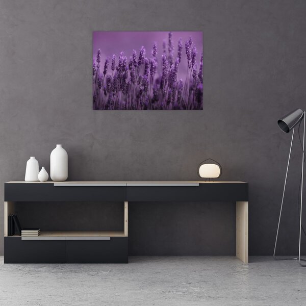 Kép - Levendula (70x50 cm)