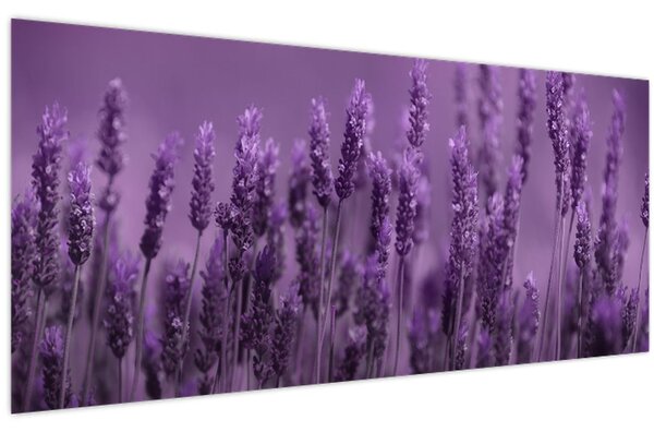 Kép - Levendula (120x50 cm)