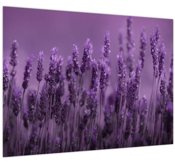 Kép - Levendula (70x50 cm)