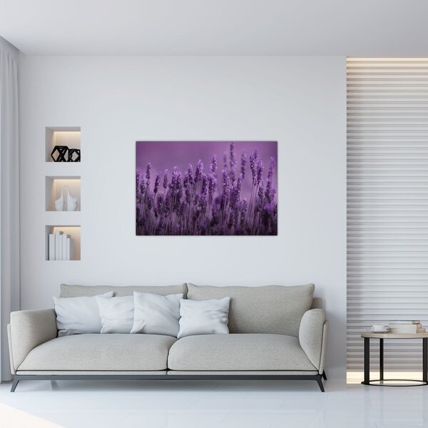 Kép - Levendula (90x60 cm)