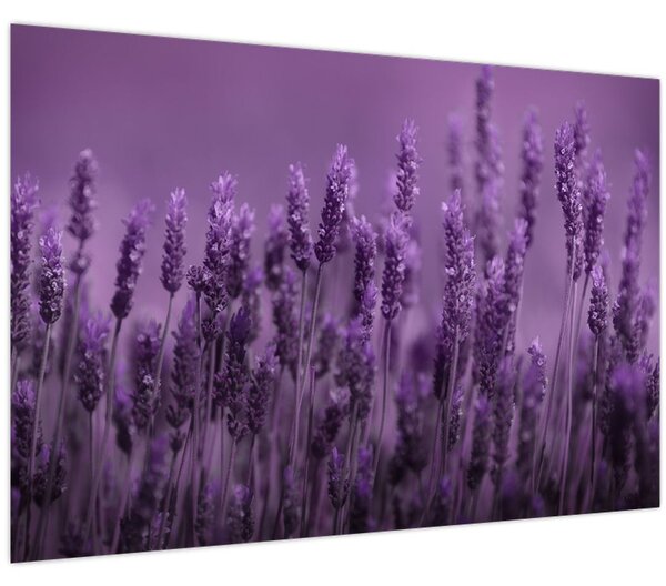 Kép - Levendula (90x60 cm)
