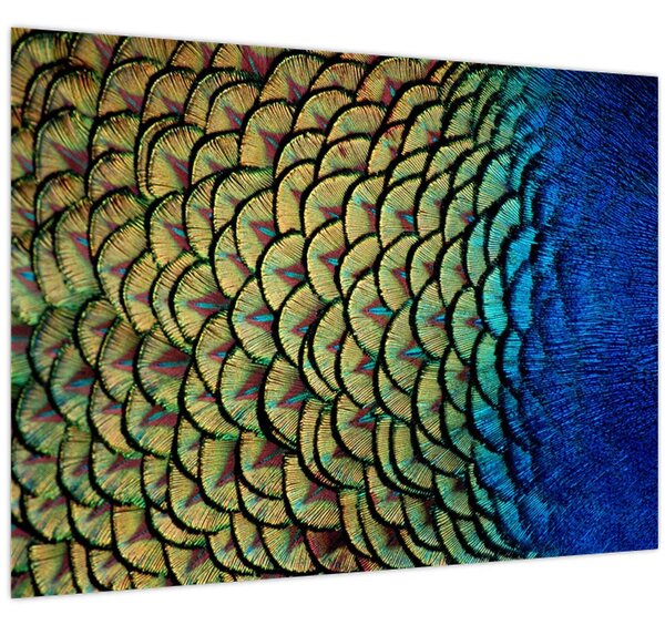 Kép - Pávatollak (70x50 cm)