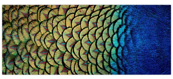 Kép - Pávatollak (120x50 cm)