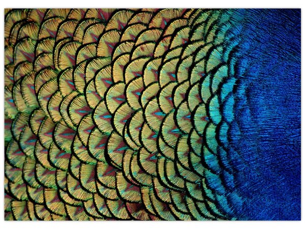 Kép - Pávatollak (70x50 cm)