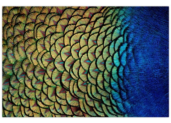 Kép - Pávatollak (90x60 cm)