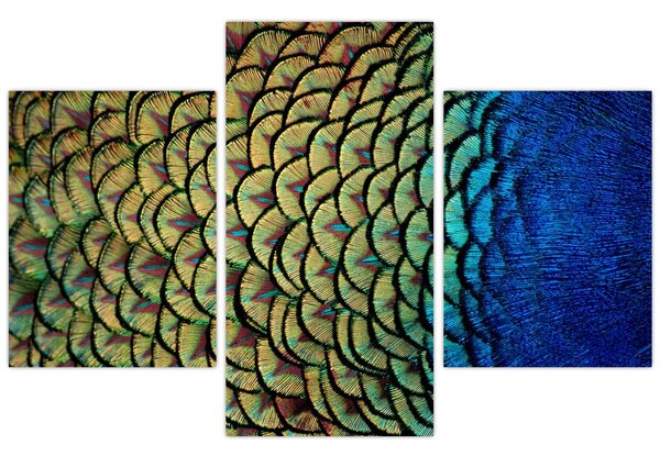 Kép - Pávatollak (90x60 cm)