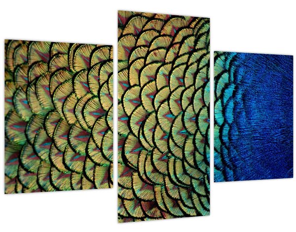 Kép - Pávatollak (90x60 cm)