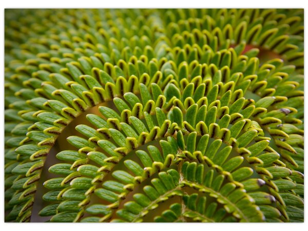 Kép - Fern (70x50 cm)