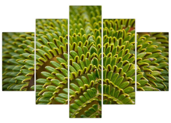 Kép - Fern (150x105 cm)