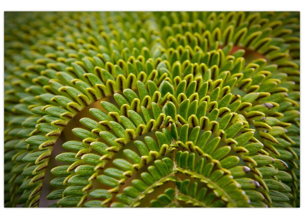 Kép - Fern (90x60 cm)