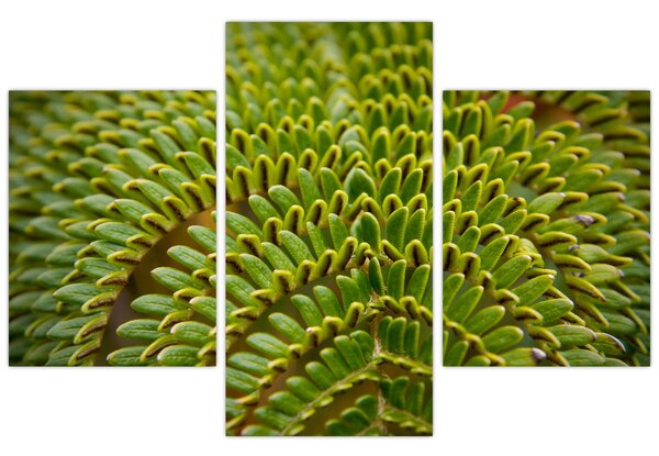 Kép - Fern (90x60 cm)
