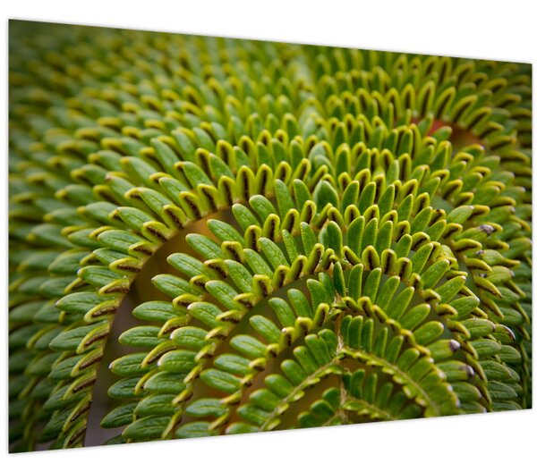 Kép - Fern (90x60 cm)