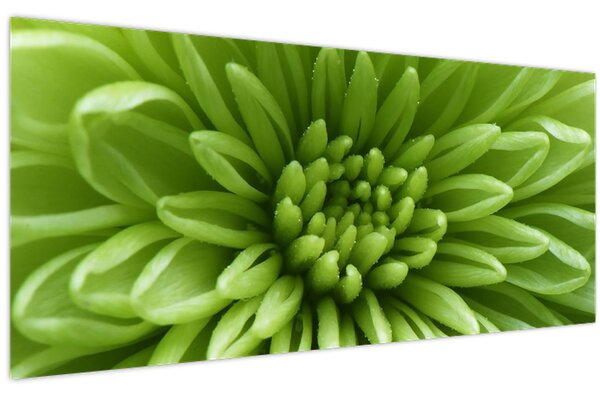 Kép - Makro kép egy növényről (120x50 cm)