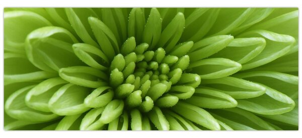 Kép - Makro kép egy növényről (120x50 cm)