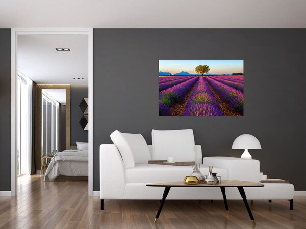 Kép - Levendula mező (90x60 cm)