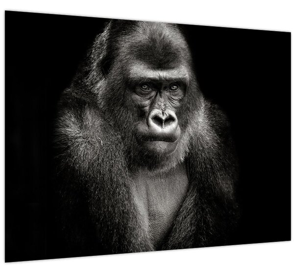 Kép - Gorilla (70x50 cm)