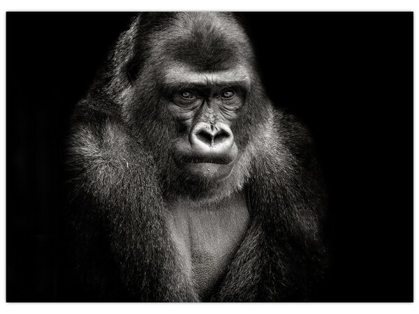 Kép - Gorilla (70x50 cm)