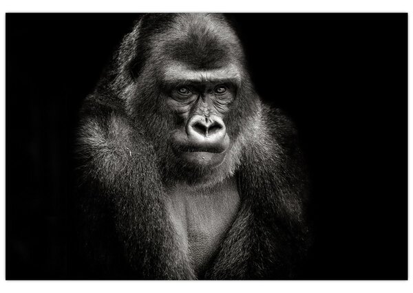 Kép - Gorilla (90x60 cm)