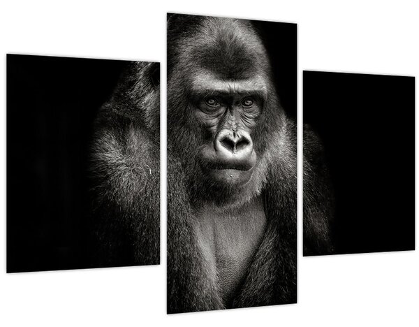 Kép - Gorilla (90x60 cm)