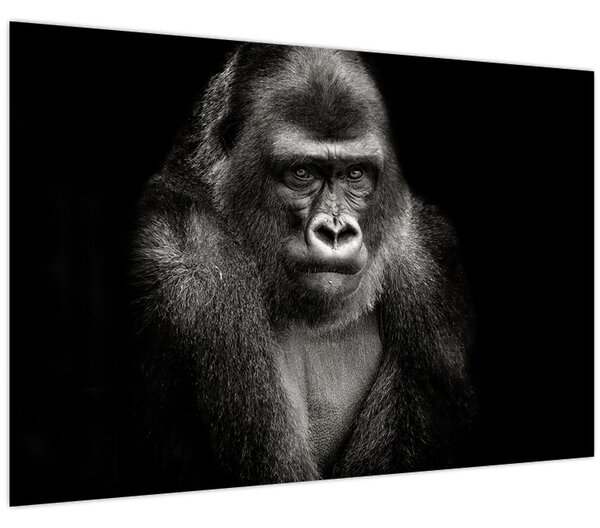 Kép - Gorilla (90x60 cm)
