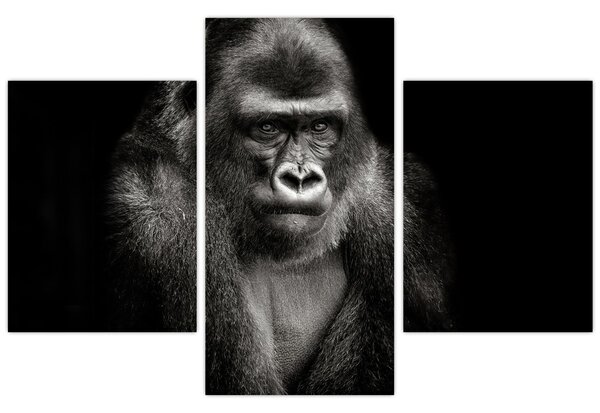 Kép - Gorilla (90x60 cm)