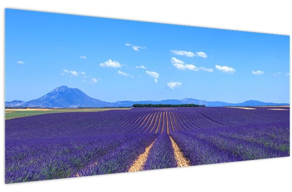 Kép - Levendula mező (120x50 cm)